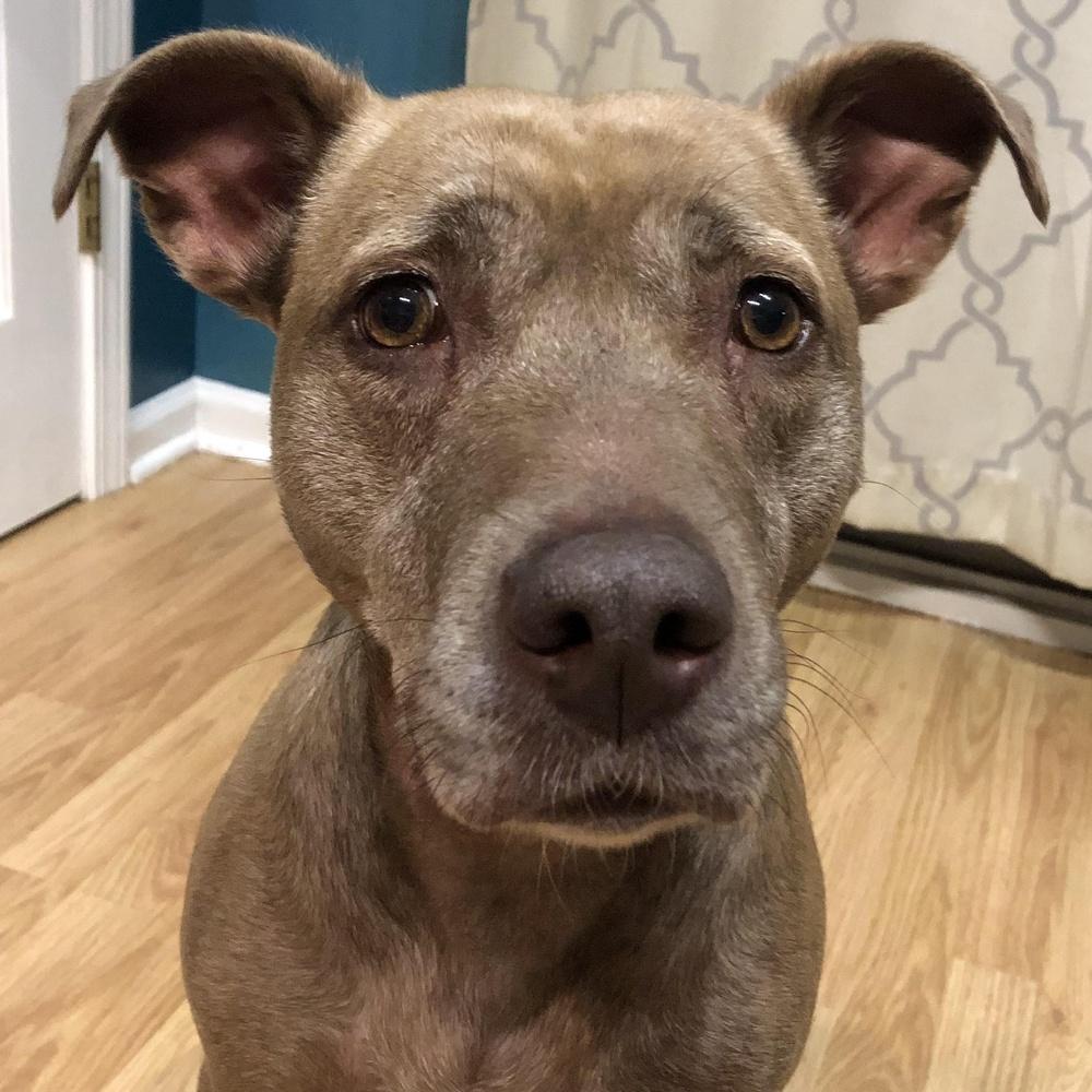 Bella, Adoptable, Adult Female Pit Bull Terrier.