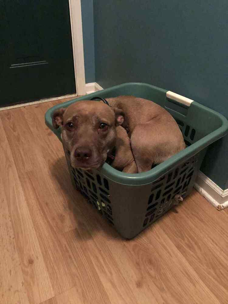 Enlarge Bella, a Adoptable mixed breed in Indianapolis, IN image 2/5