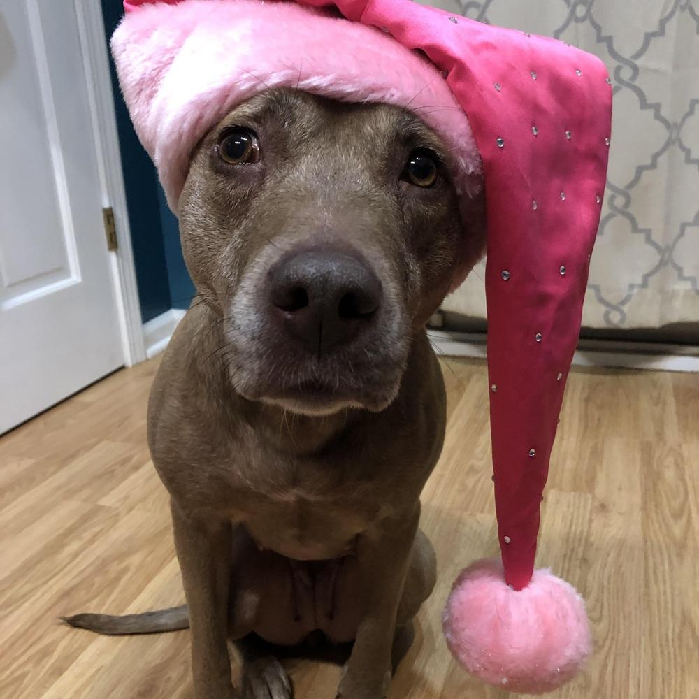 Enlarge Bella, a Adoptable mixed breed in Indianapolis, IN image 3/5