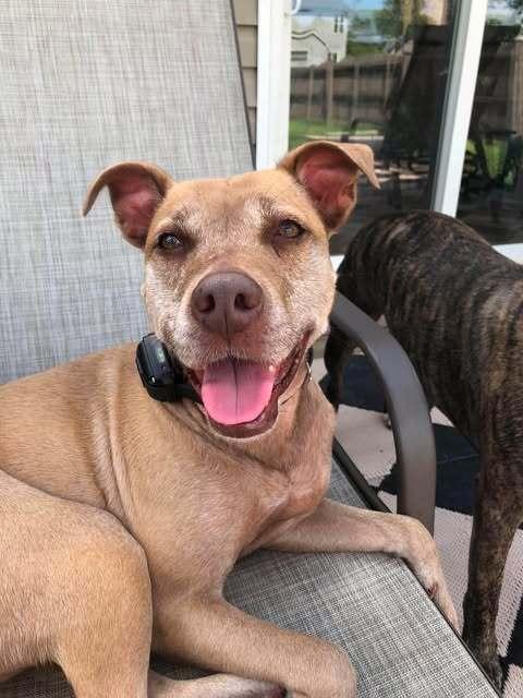Enlarge Bella, a Adoptable mixed breed in Indianapolis, IN image 2/6