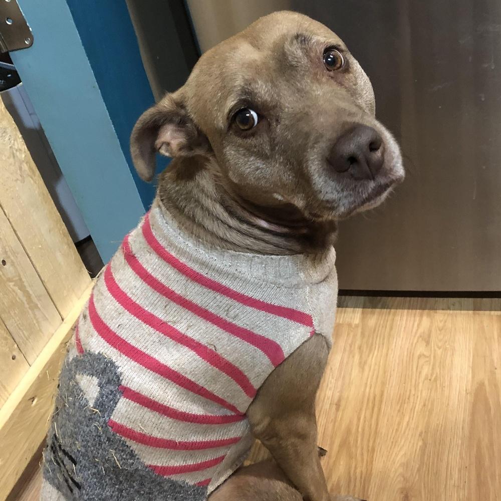 Enlarge Bella, a Adoptable mixed breed in Indianapolis, IN image 4/5