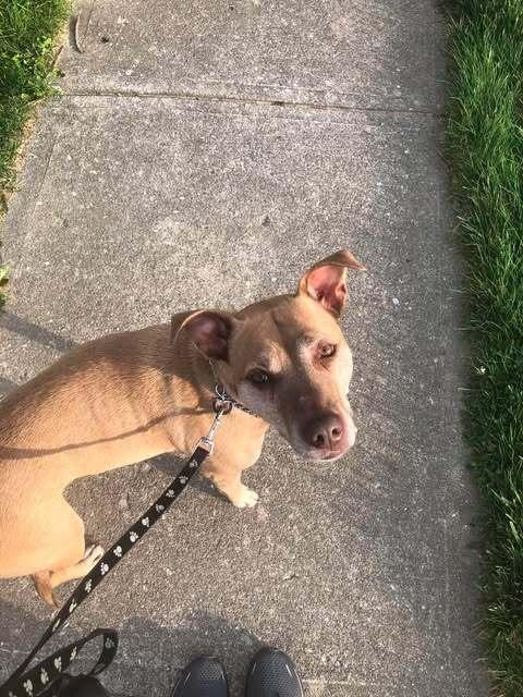 Enlarge Bella, a Adoptable mixed breed in Indianapolis, IN image 4/6