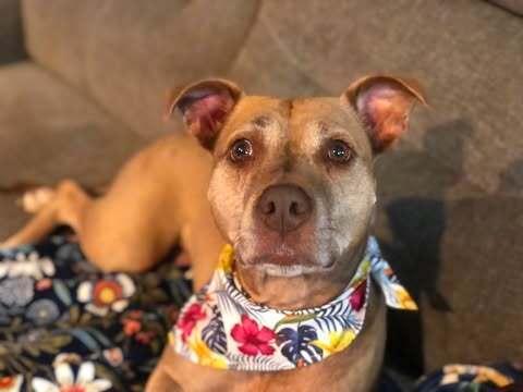 Enlarge Bella, a Adoptable mixed breed in Indianapolis, IN image 5/6