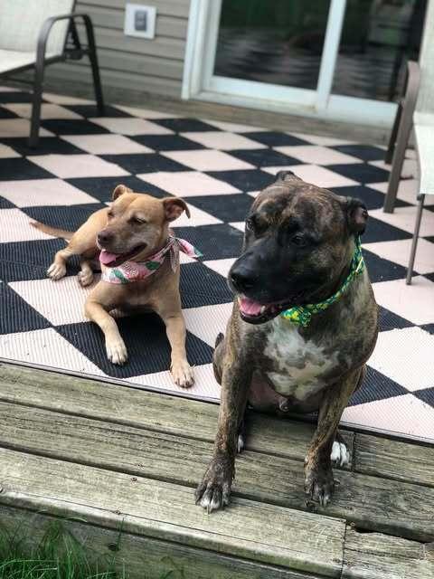 Enlarge Bella, a Adoptable mixed breed in Indianapolis, IN image 6/6