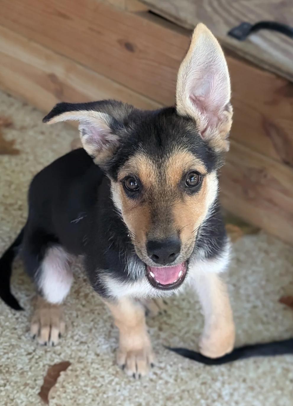 Edward, a Adopted mixed breed in Austin, TX image 1/4