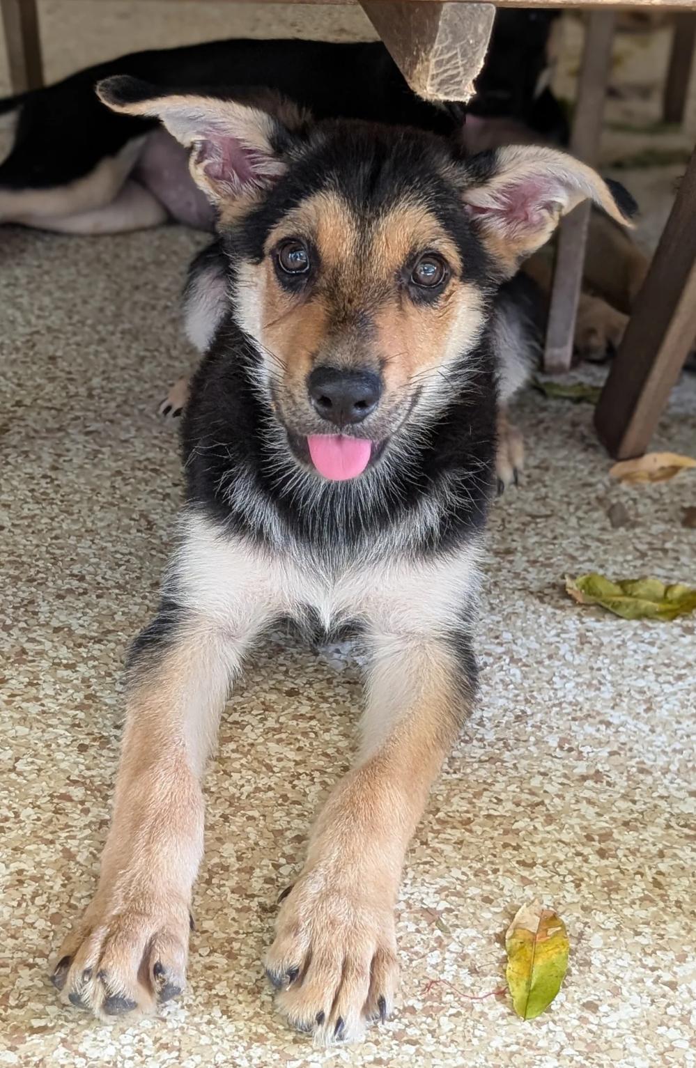 Edward, a Adopted mixed breed in Austin, TX image 2/4