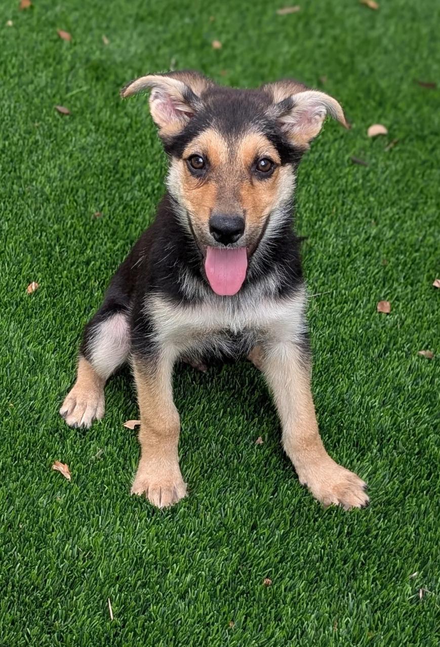 Edward, a Adopted mixed breed in Austin, TX image 3/4