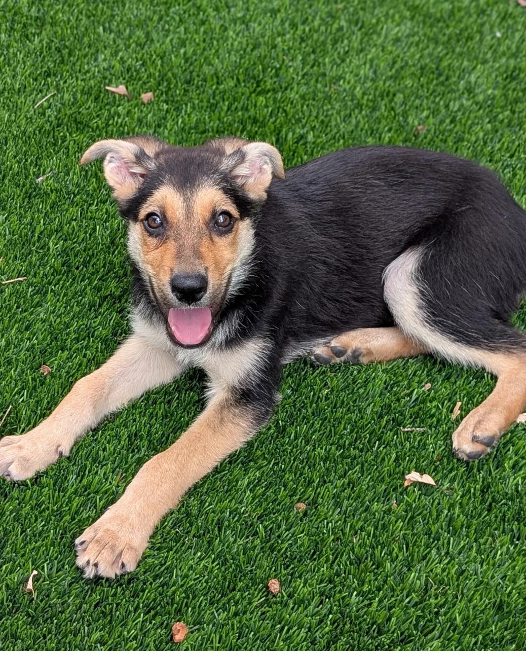 Edward, a Adopted mixed breed in Austin, TX image 4/4