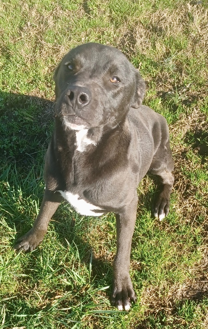 Enlarge Big Brother, a Adoptable mixed breed in Newport, AR image 1/10