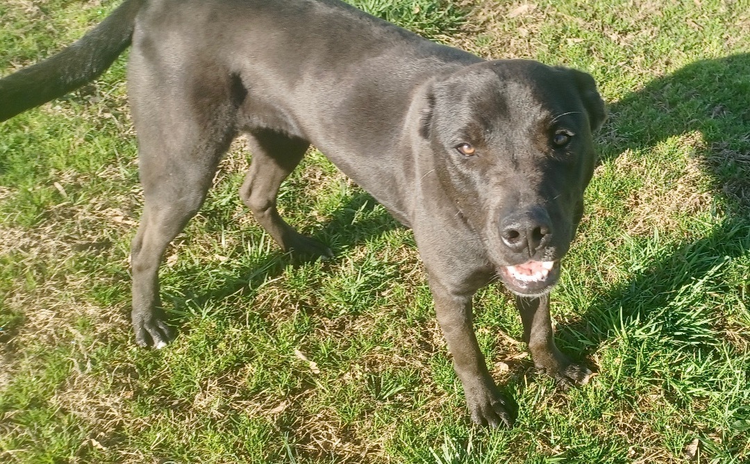Enlarge Big Brother, a Adoptable mixed breed in Newport, AR image 2/10