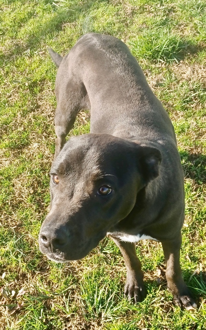 Enlarge Big Brother, a Adoptable mixed breed in Newport, AR image 3/10