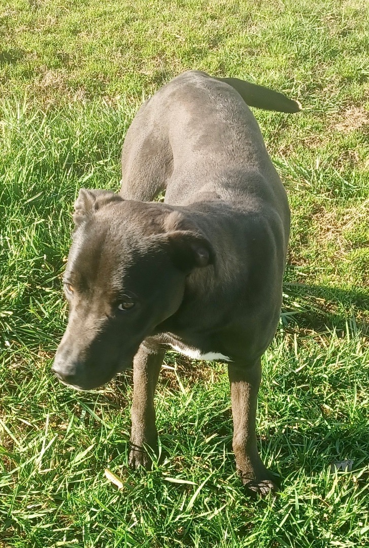 Enlarge Big Brother, a Adoptable mixed breed in Newport, AR image 4/10