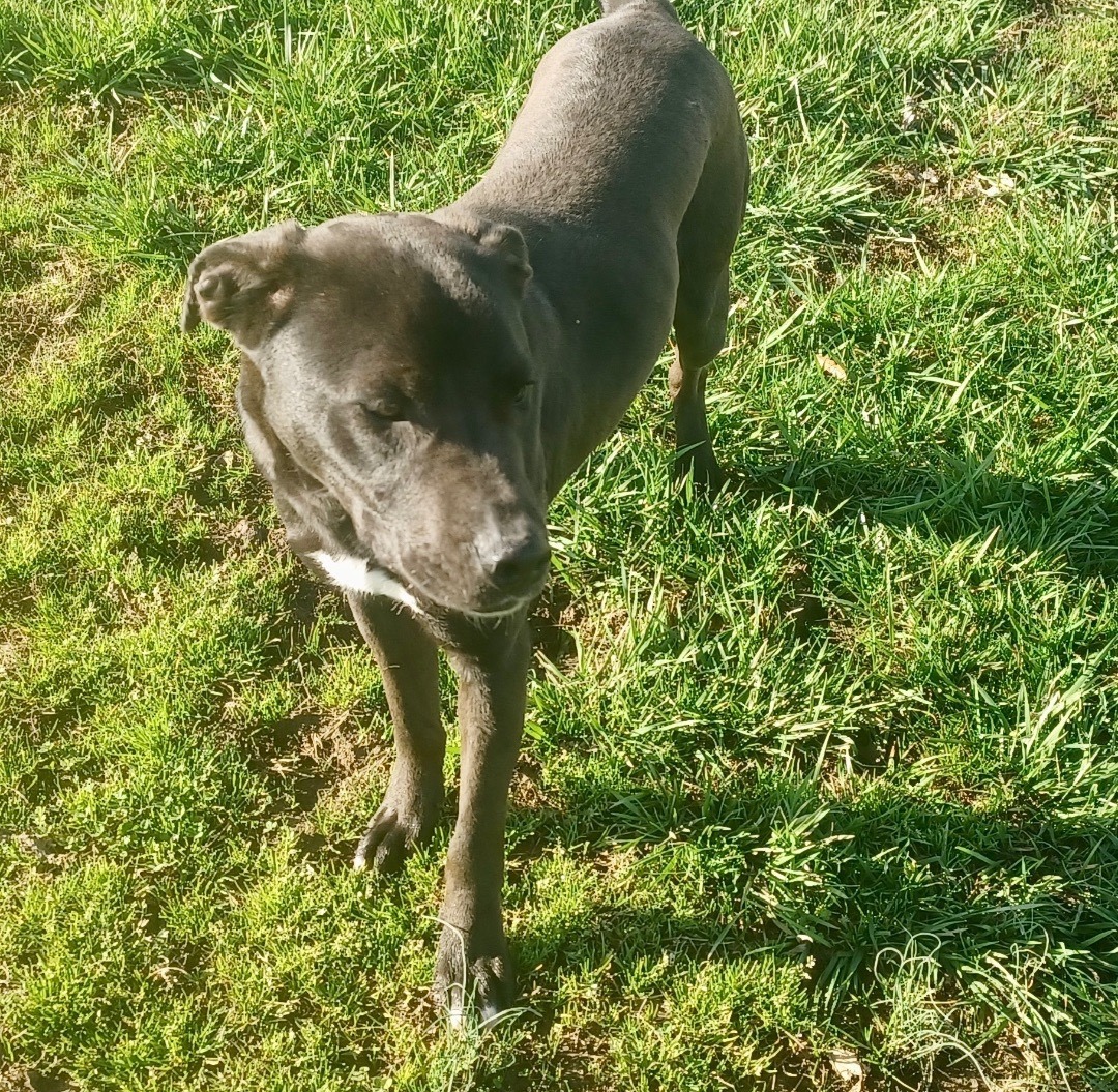 Enlarge Big Brother, a Adoptable mixed breed in Newport, AR image 5/10
