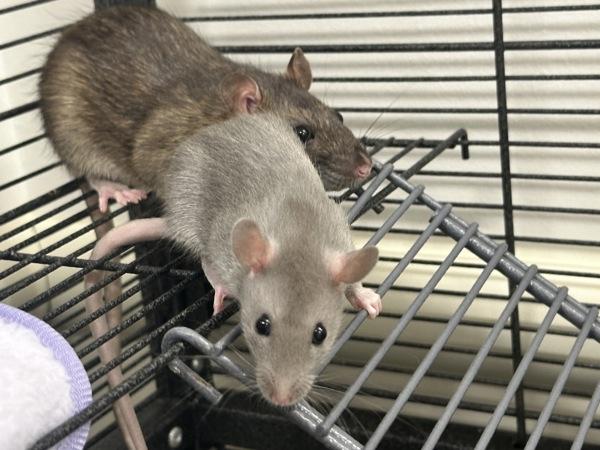 Billie Joe, Adoptable, Baby Female Rat.