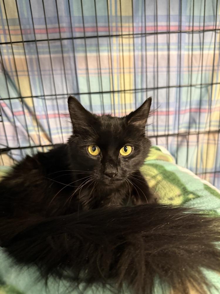 Enlarge Sabine, a Adoptable mixed breed in Duxbury, MA image 2/3