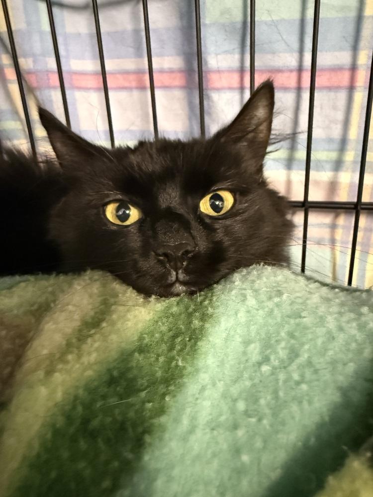 Enlarge Sabine, a Adoptable mixed breed in Duxbury, MA image 3/3