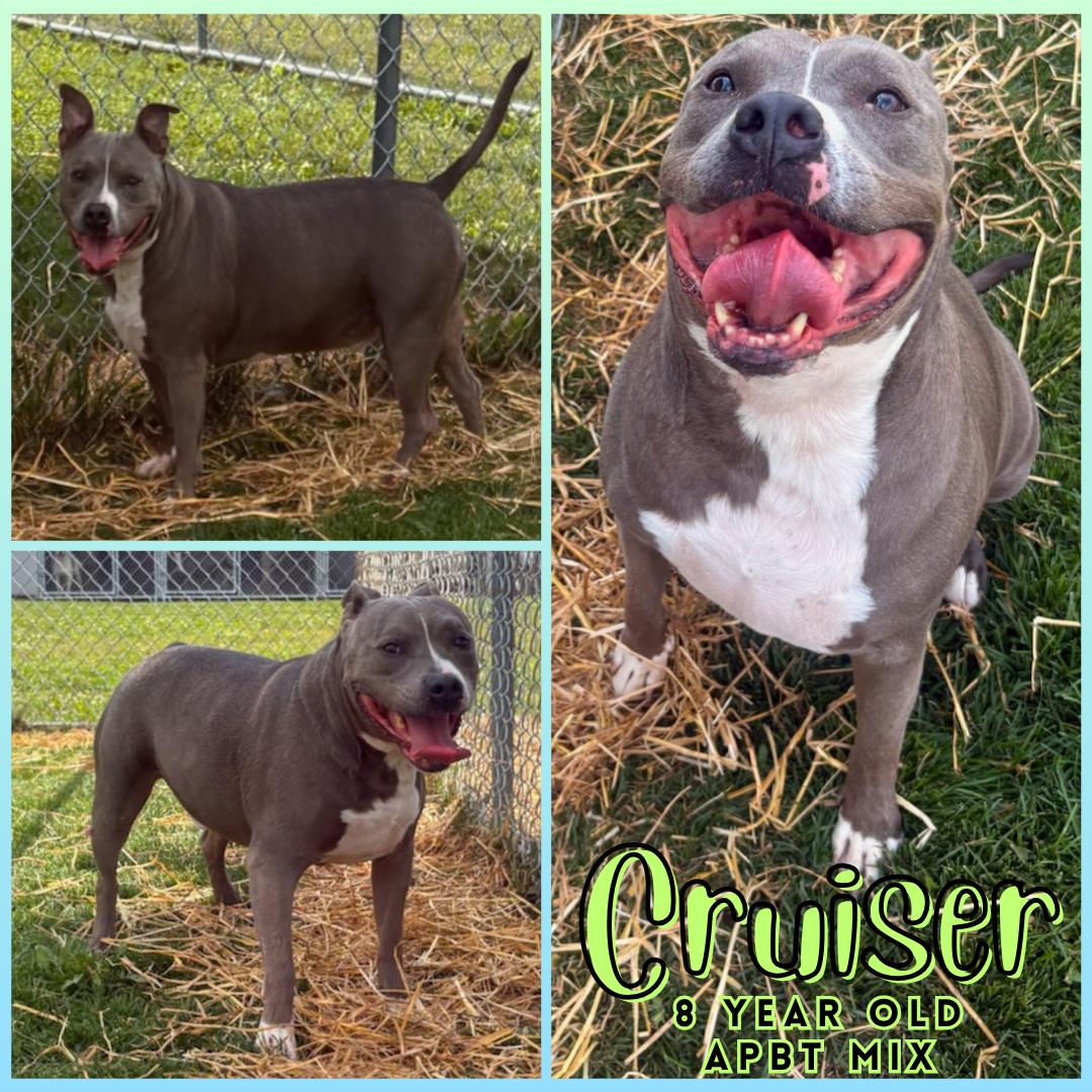 Cruiser, Adoptable, Adult Male Pit Bull Terrier.