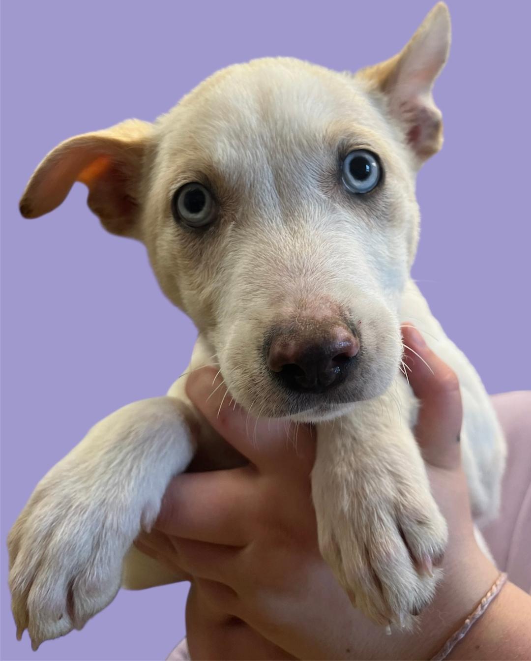 Enlarge Zuri, an adopted mixed breed in New Castle, IN image 1/1