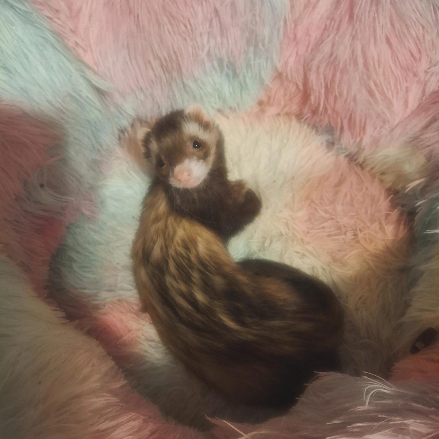 Enlarge Piper, a Adoptable Ferret in Lake worth, FL image 1/1