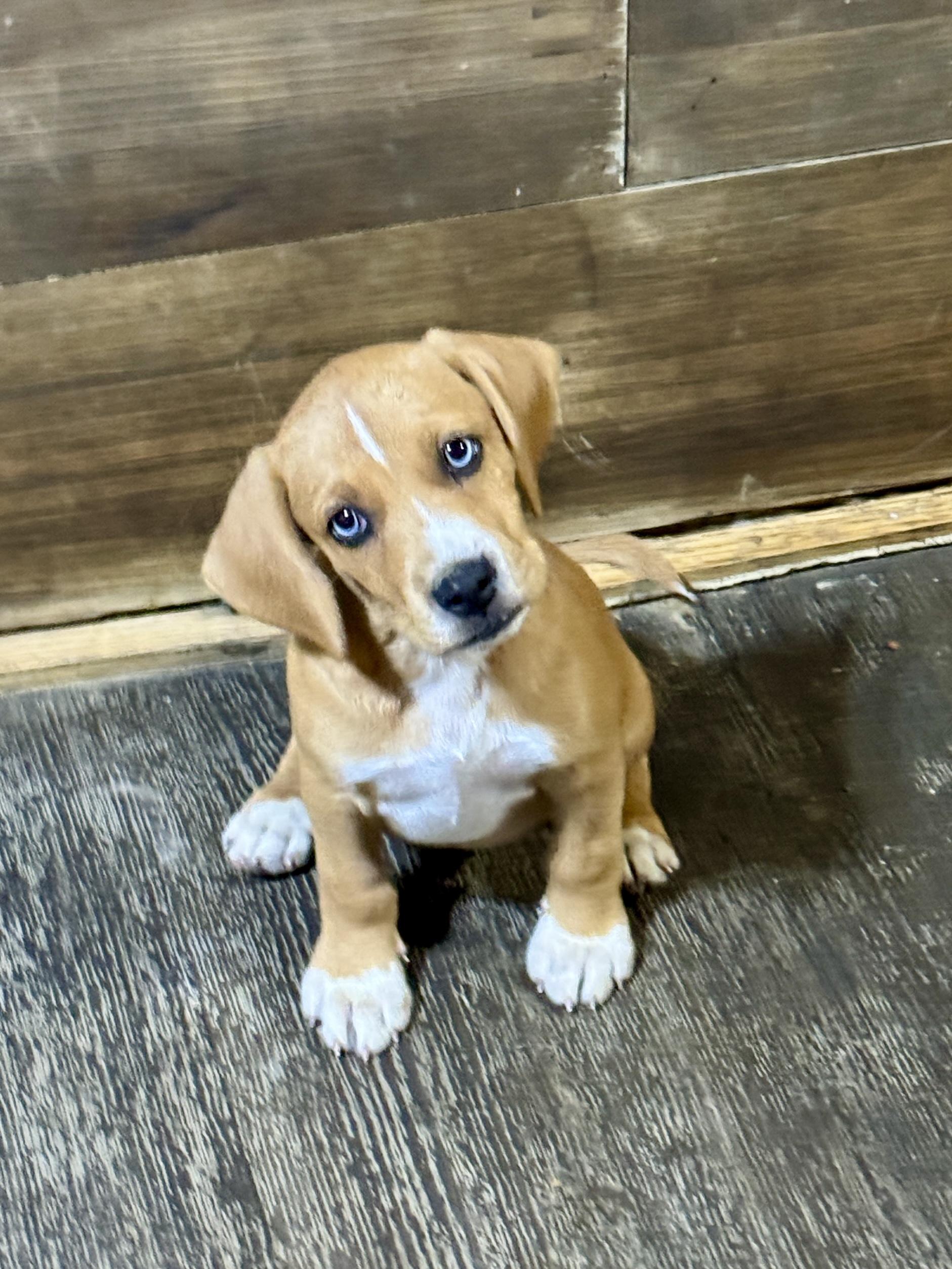 Zuma, ADOPTABLE, Puppy Female Border Terrier.
