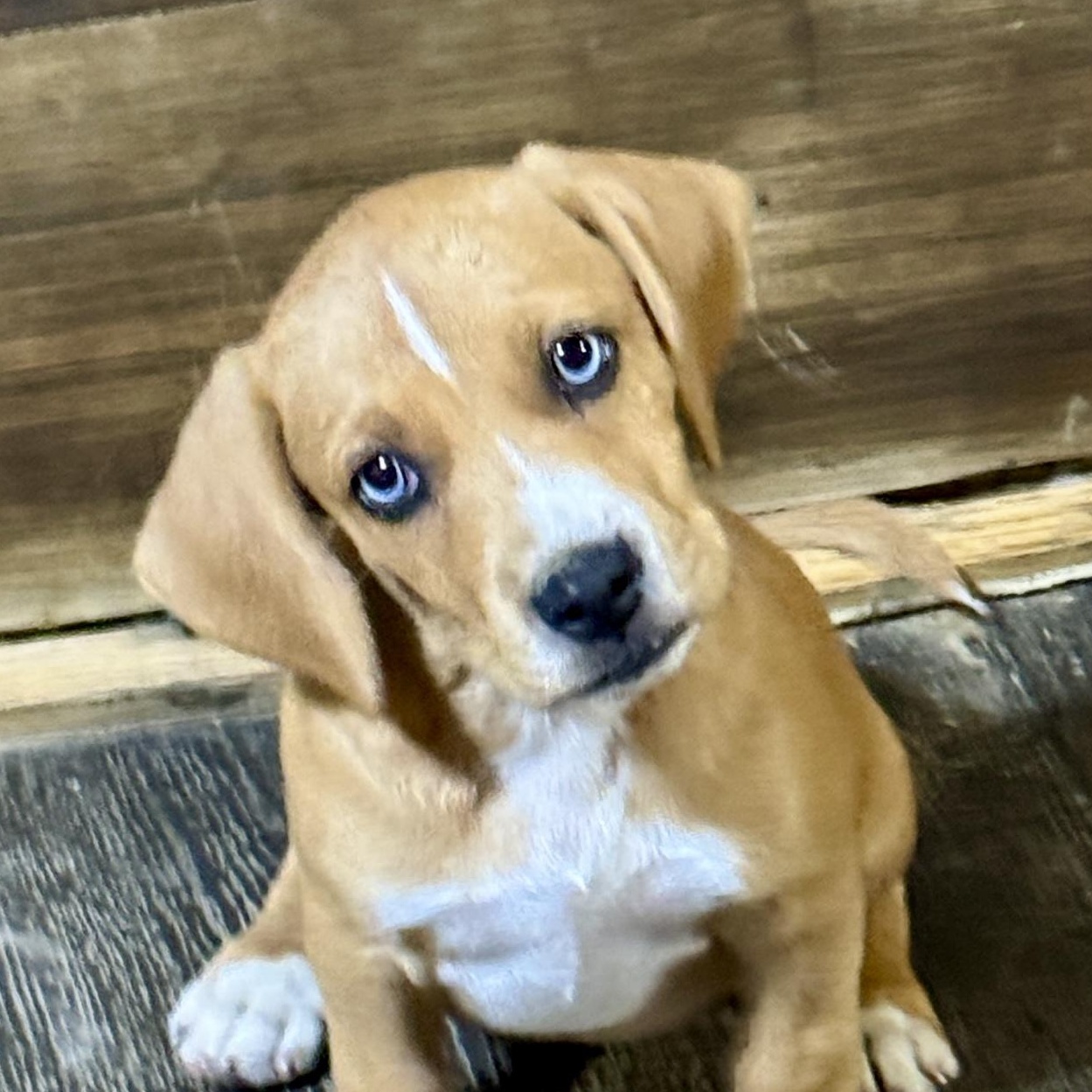 Enlarge Zuma, a Adoptable mixed breed in Stormville, NY image 4/6