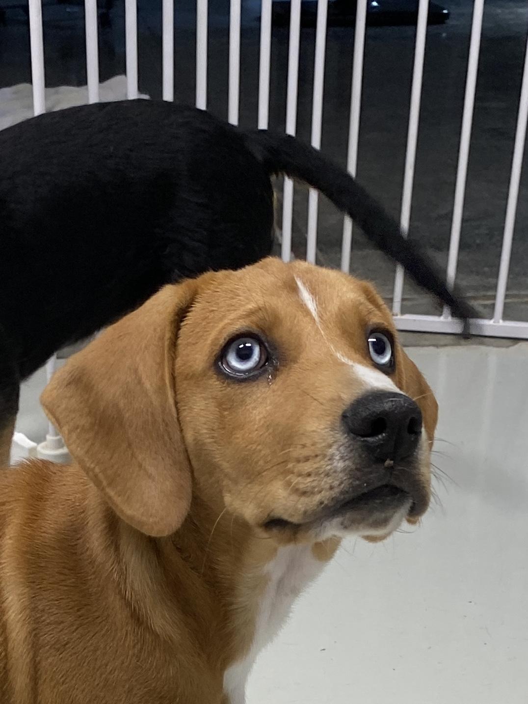 Zuma, Adoptable, Puppy Female Beagle & Wirehaired Terrier.