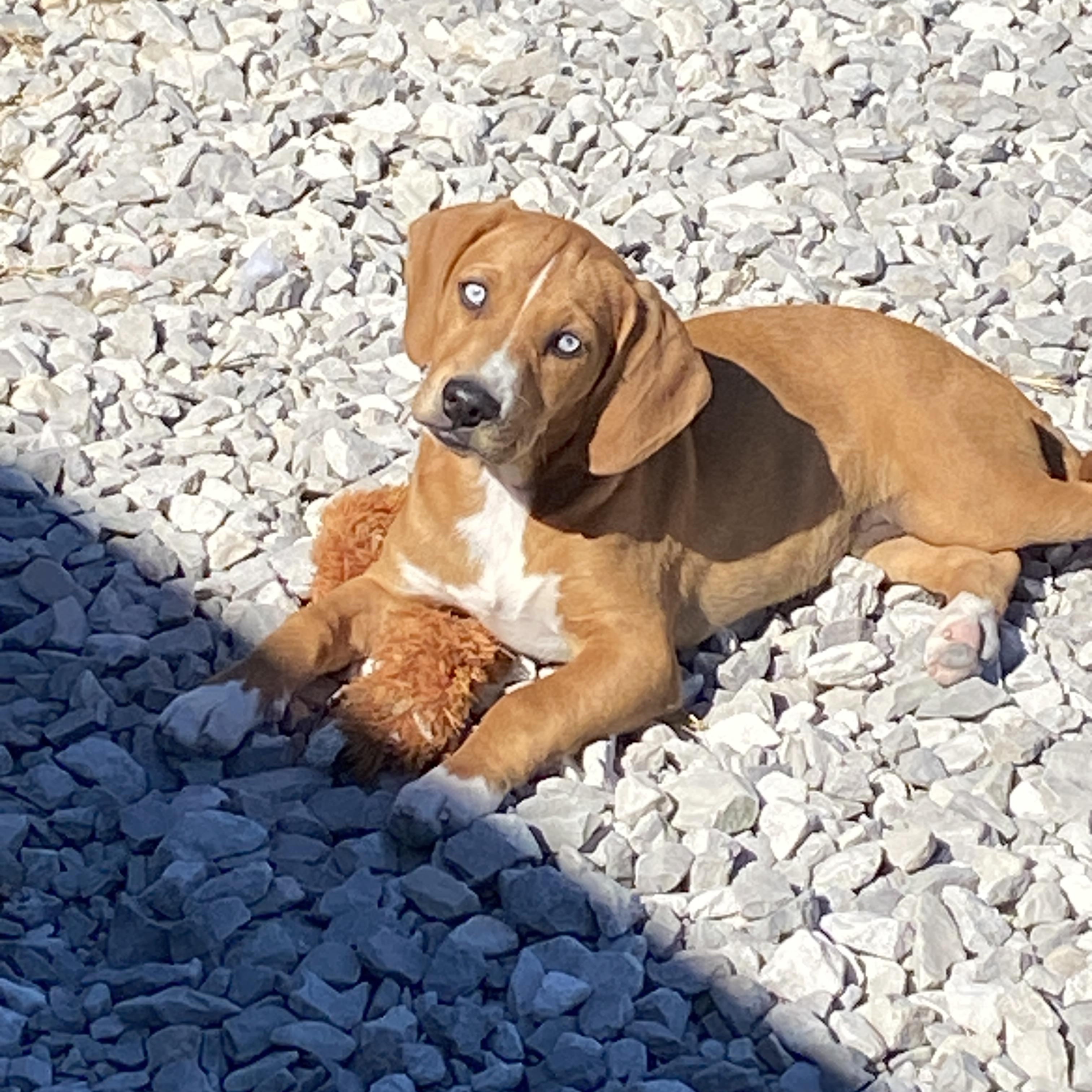 Enlarge Zuma, a Adoptable mixed breed in Stormville, NY image 3/5