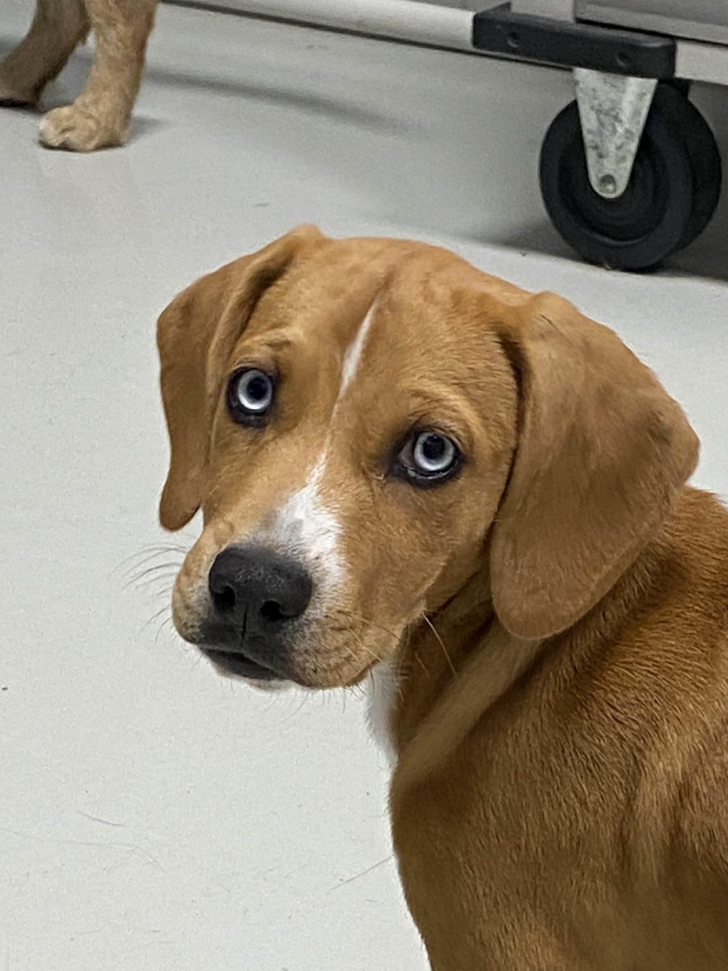 Enlarge Zuma, a Adoptable mixed breed in Stormville, NY image 4/5