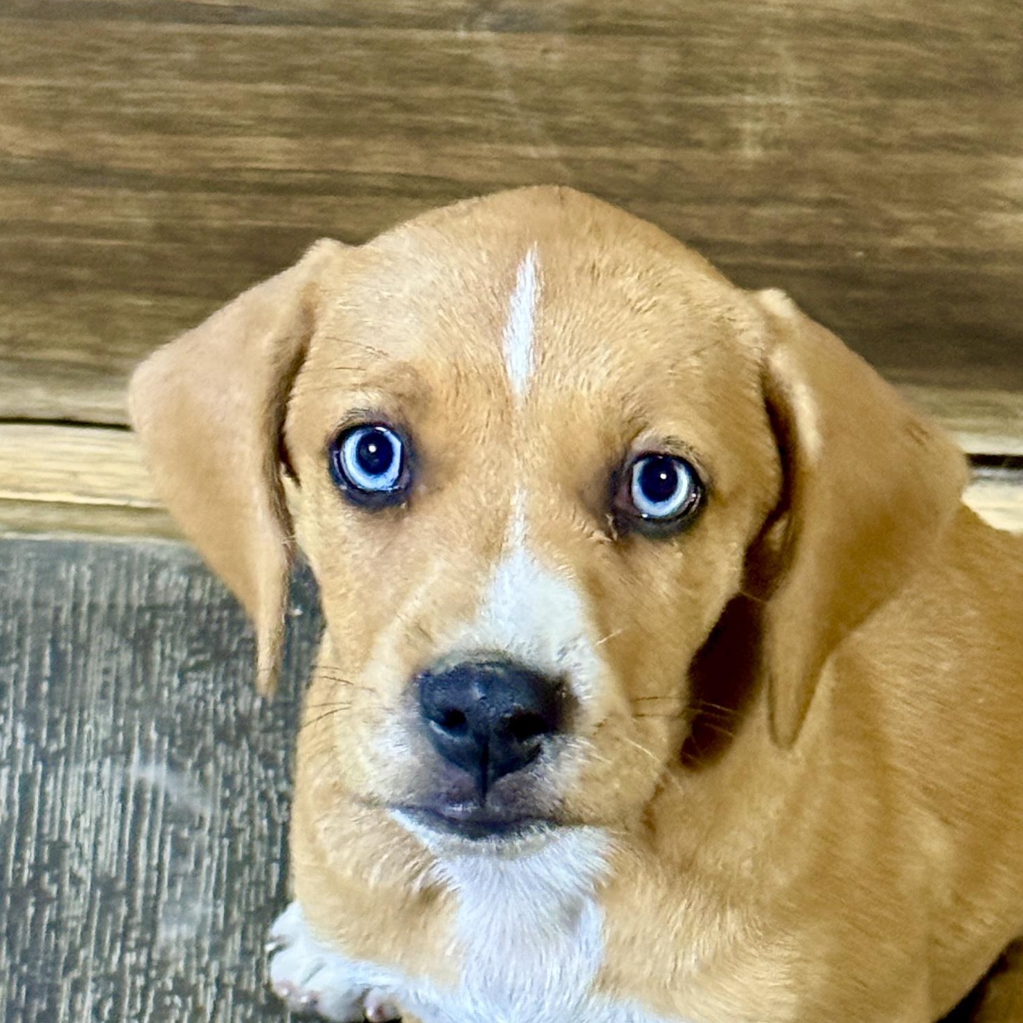 Enlarge Zuma, a Adoptable mixed breed in Stormville, NY image 3/6