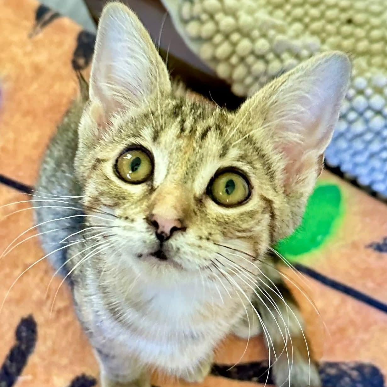 Hera, Baby Female unknown