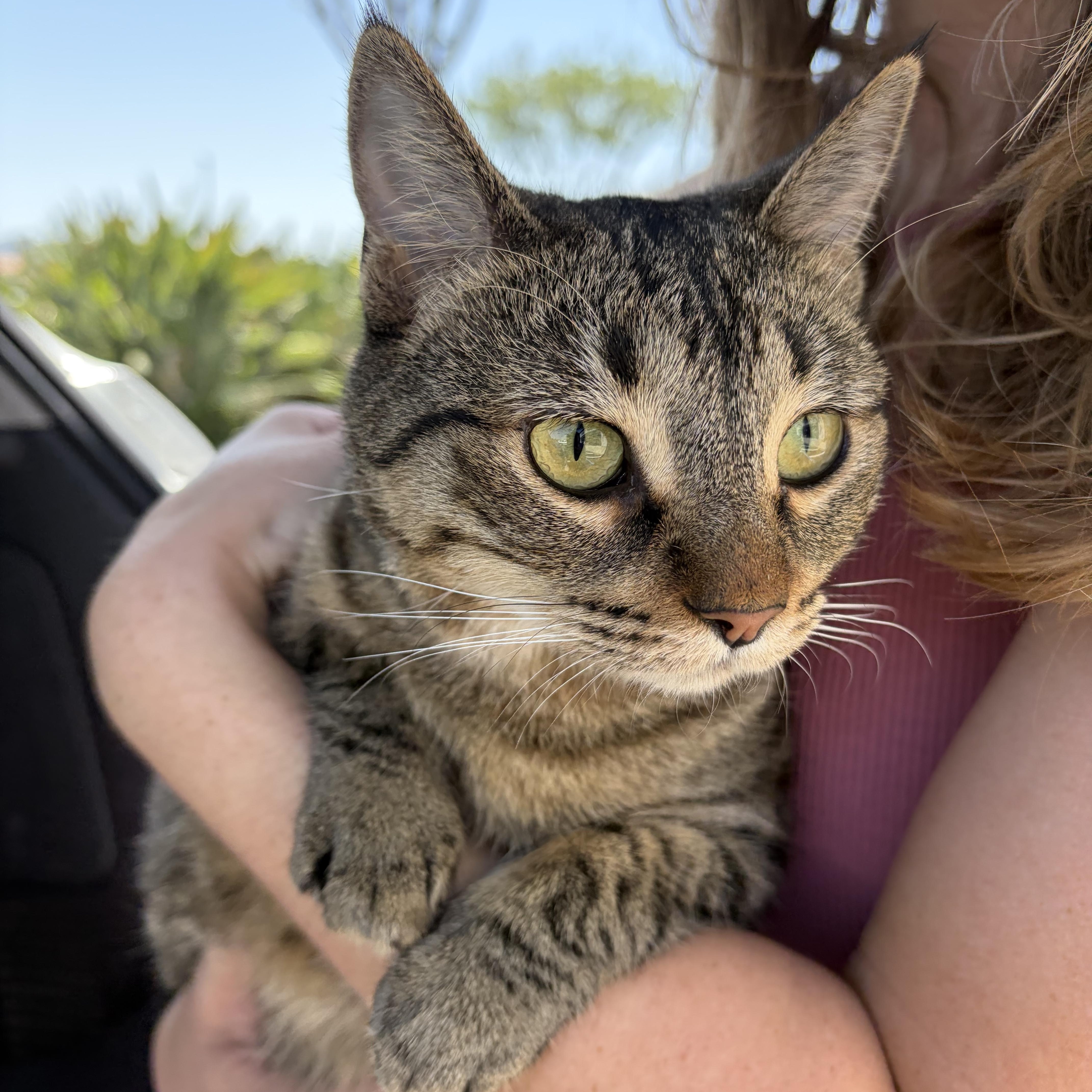 June, a ADOPTABLE mixed breed in Poway, CA image 2/2