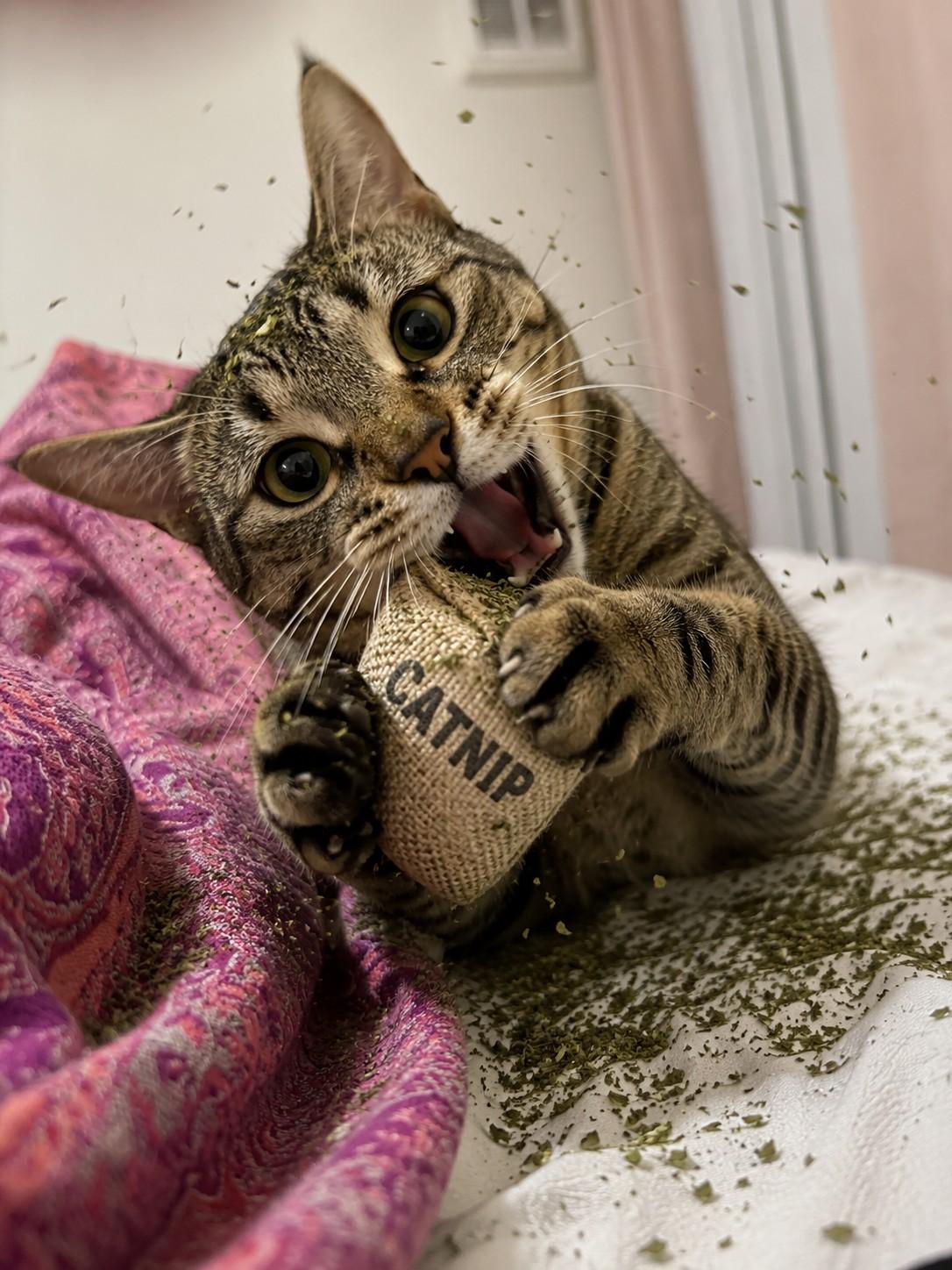 Enlarge June, a ADOPTABLE mixed breed in Poway, CA image 2/5