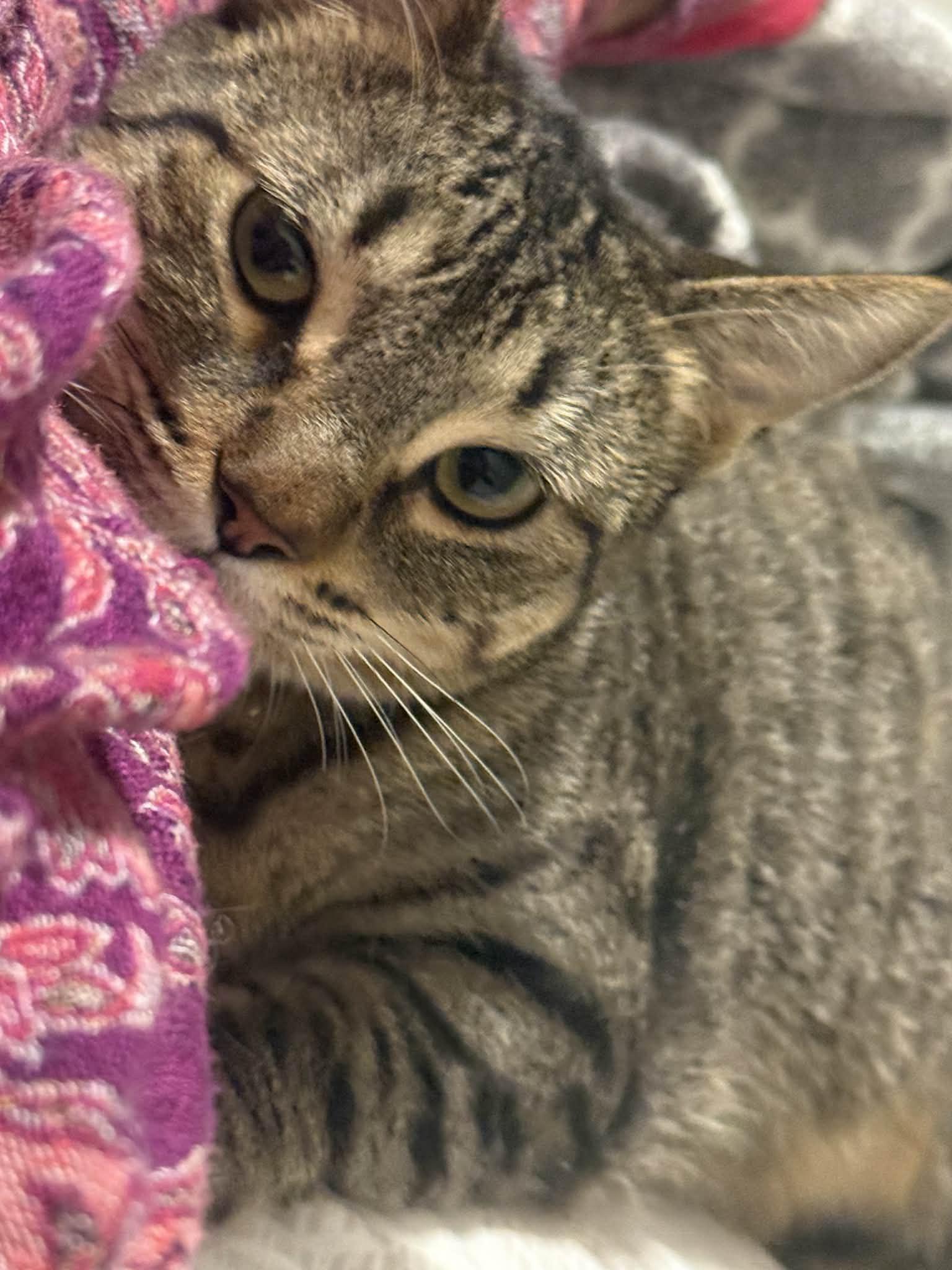 June, a ADOPTABLE mixed breed in Poway, CA image 2/4