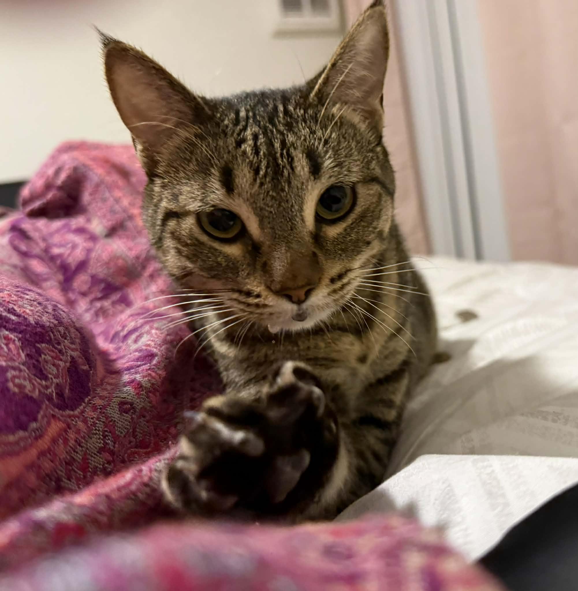 June, ADOPTABLE, Young Female Tabby.