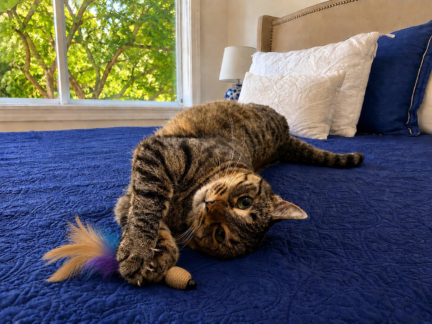 June, ADOPTABLE, Young Female Tabby.