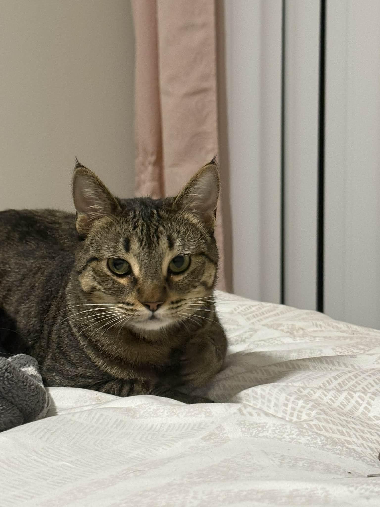 June, a ADOPTABLE mixed breed in Poway, CA image 3/4