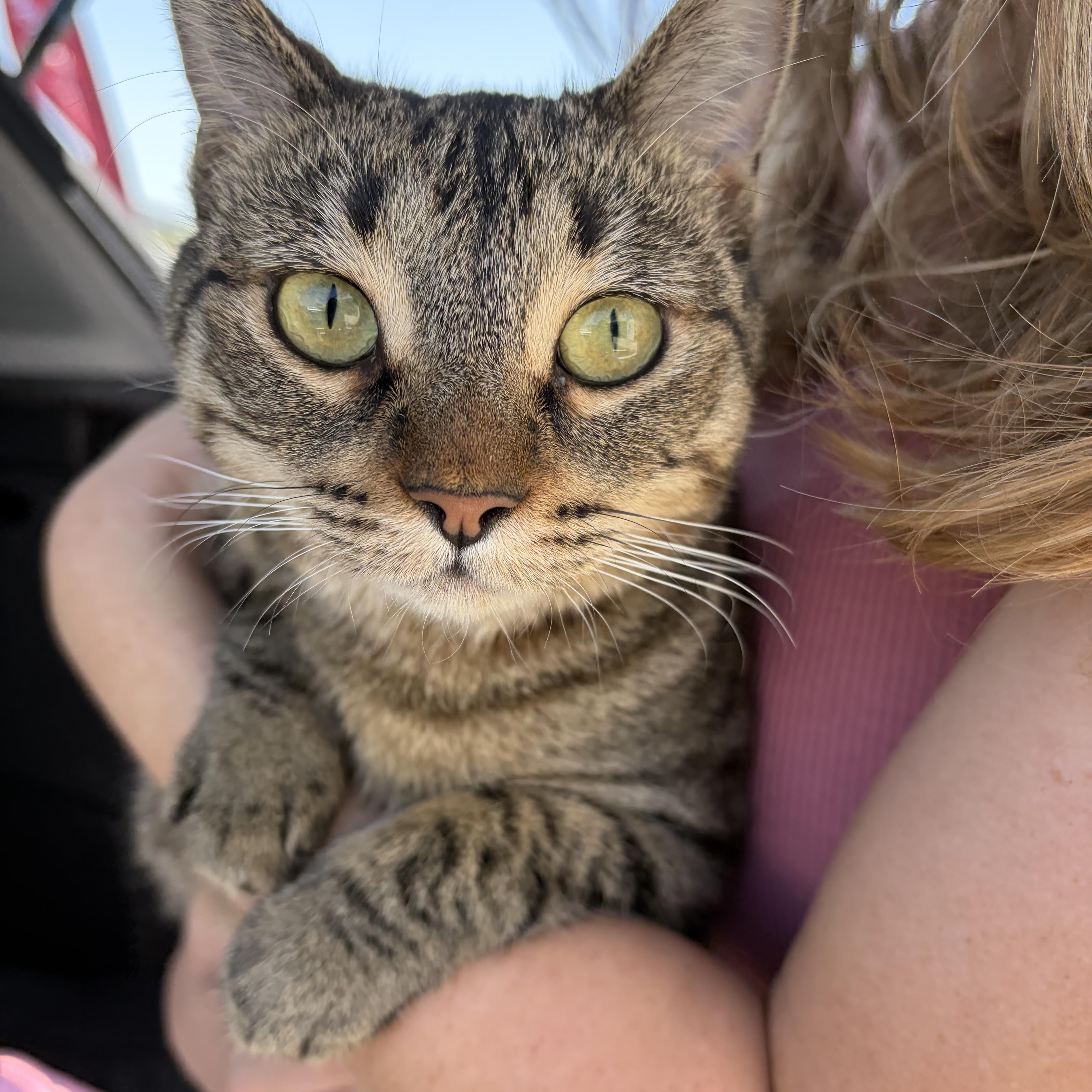 June, a ADOPTABLE mixed breed in Poway, CA image 1/2