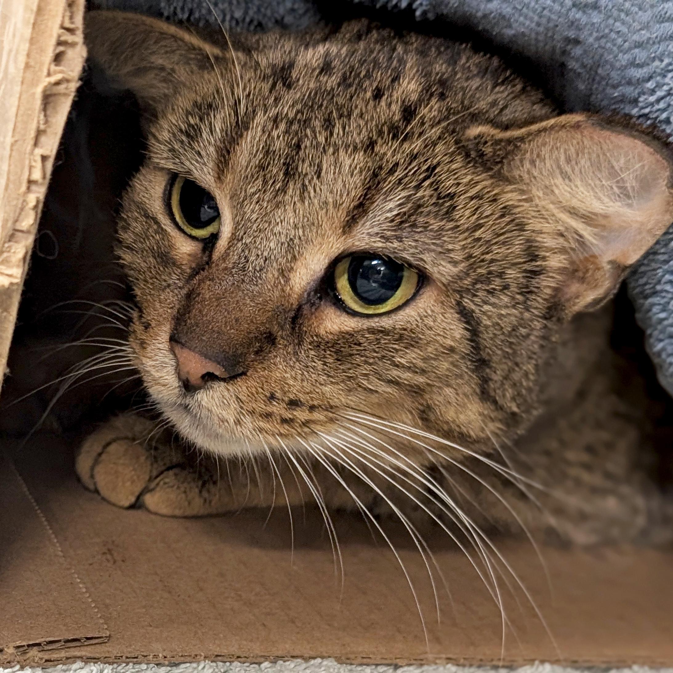 Enlarge Lake - Working Cat!, a Adoptable Domestic Short Hair in Jefferson, WI image 1/1