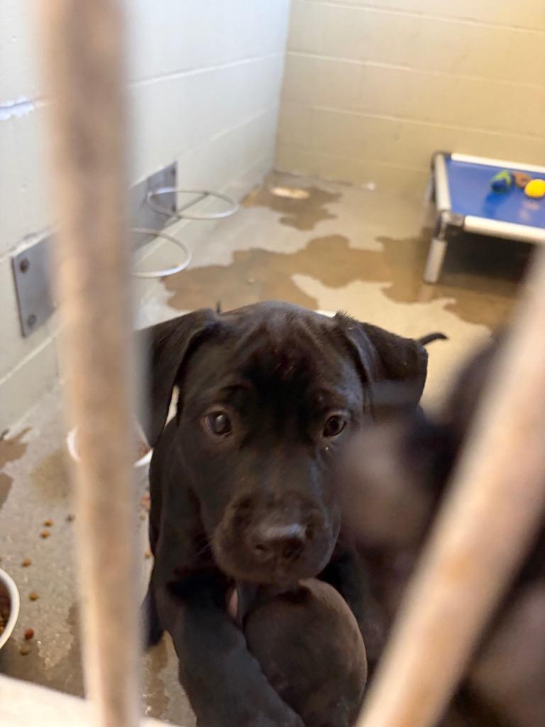 Enlarge Puppuccino, a Adoptable Pit Bull Terrier in Boone, IA image 1/2