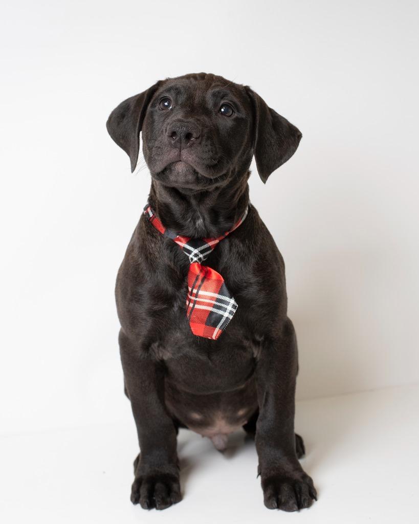 Enlarge Puppuccino, a Adoptable Pit Bull Terrier in Boone, IA image 2/2