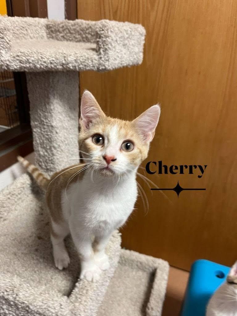 Enlarge Cherry, a ADOPTABLE Domestic Short Hair in Monroe, OH image 1/1