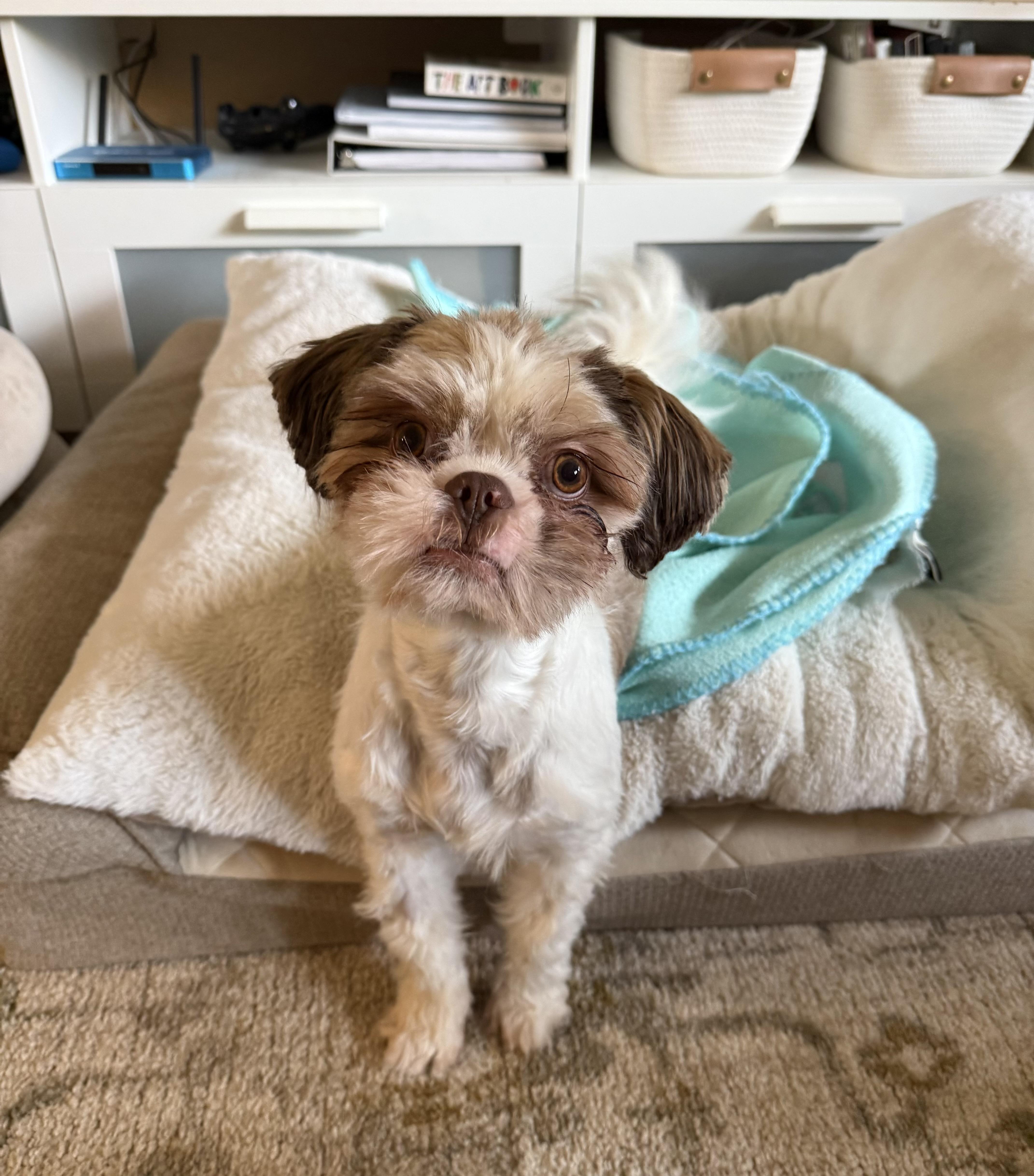 Enlarge TESSA, a Adoptable Shih Tzu in Eden Prairie, MN image 3/3