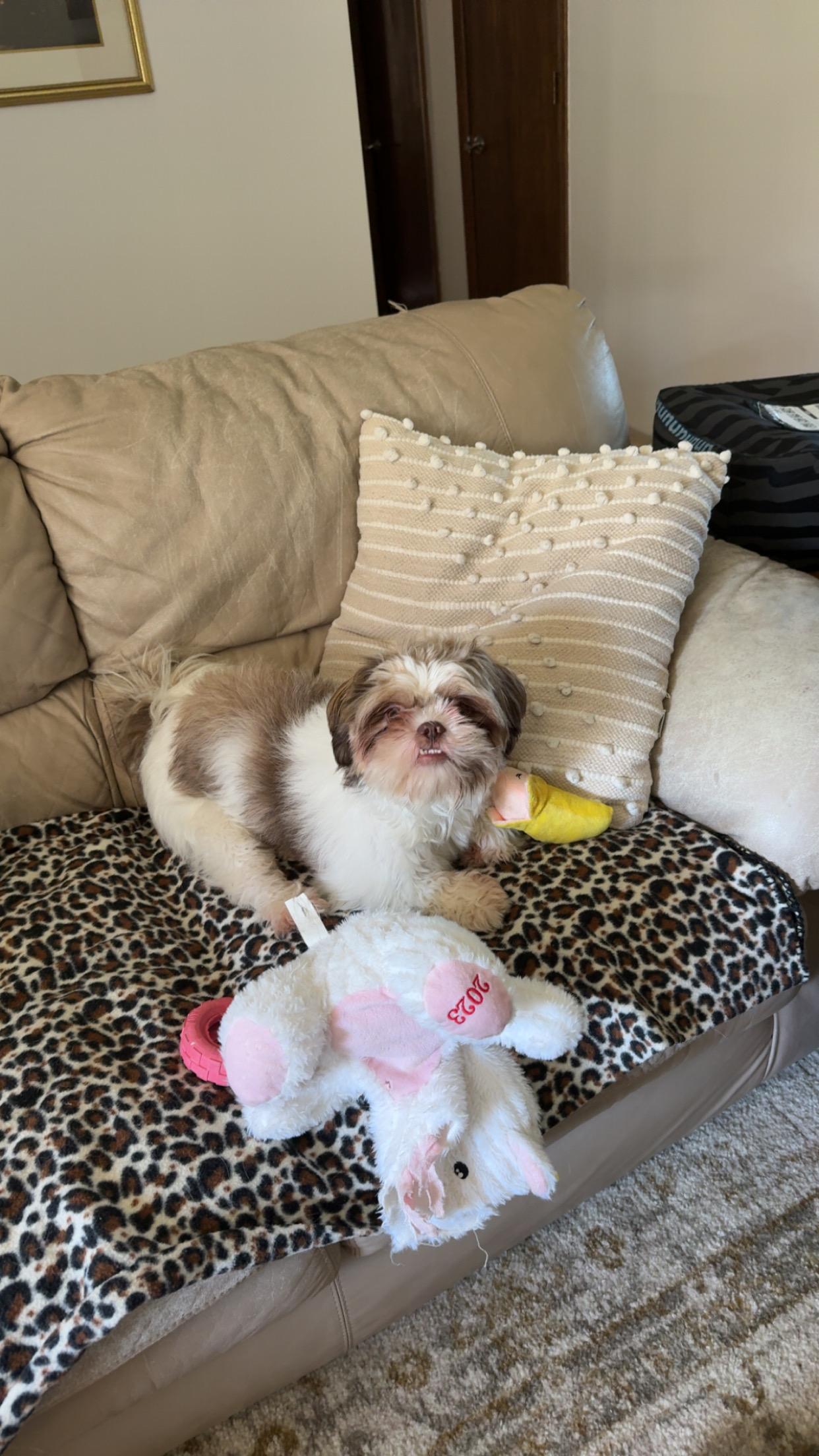 Enlarge TESSA, a Adoptable Shih Tzu in Eden Prairie, MN image 2/3