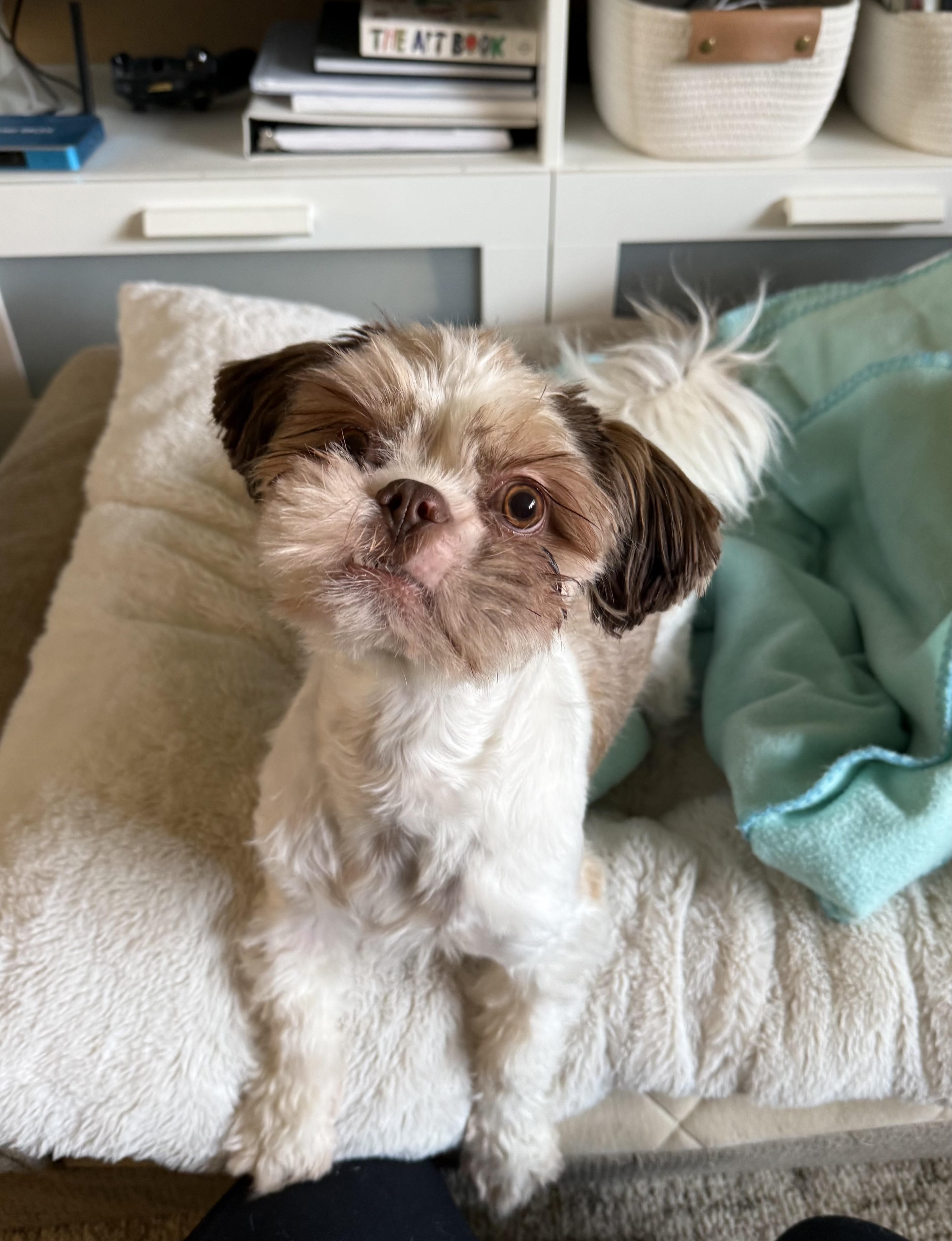 TESSA, Adoptable, Young Female Shih Tzu.