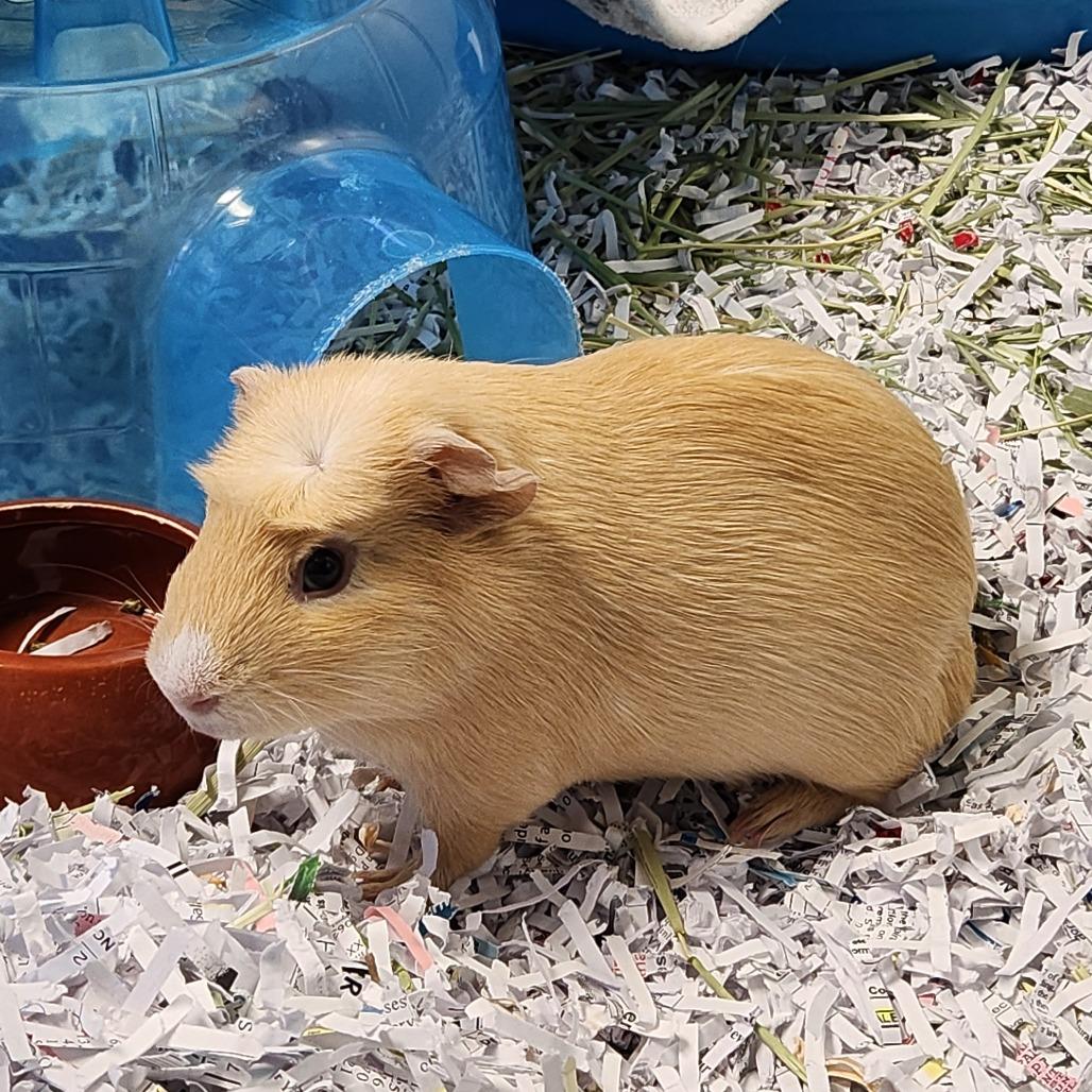 Doodle, Adoptable, Young Male Guinea Pig.