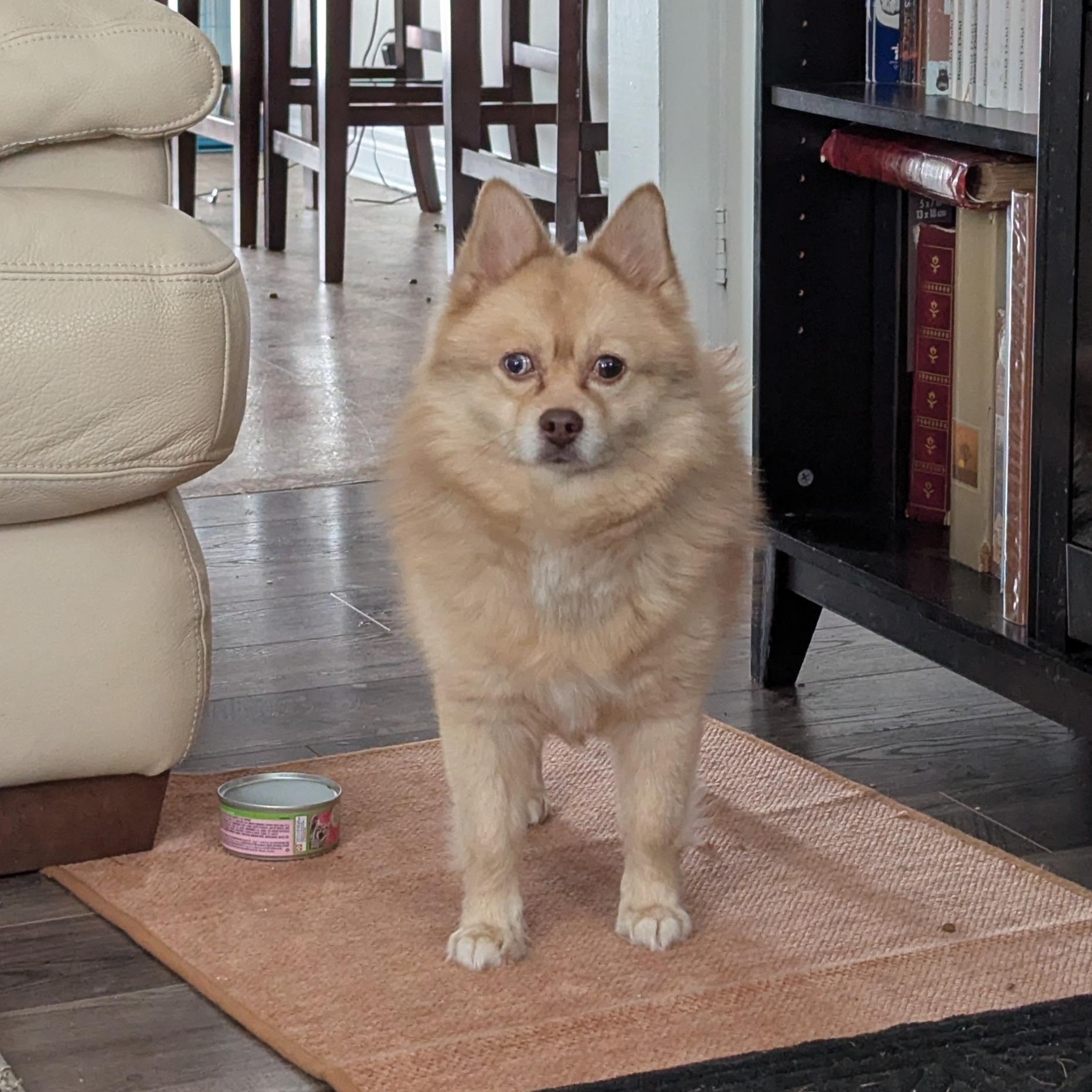 Pomskies for Adoption in Fairlawn Heights, Ohio | Petfinder