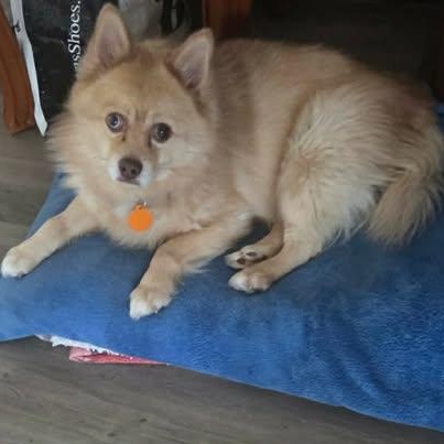 Enlarge Percy - Special Circumstances Adoption Program, a ADOPTABLE Pomsky in St Thomas, ON image 3/3