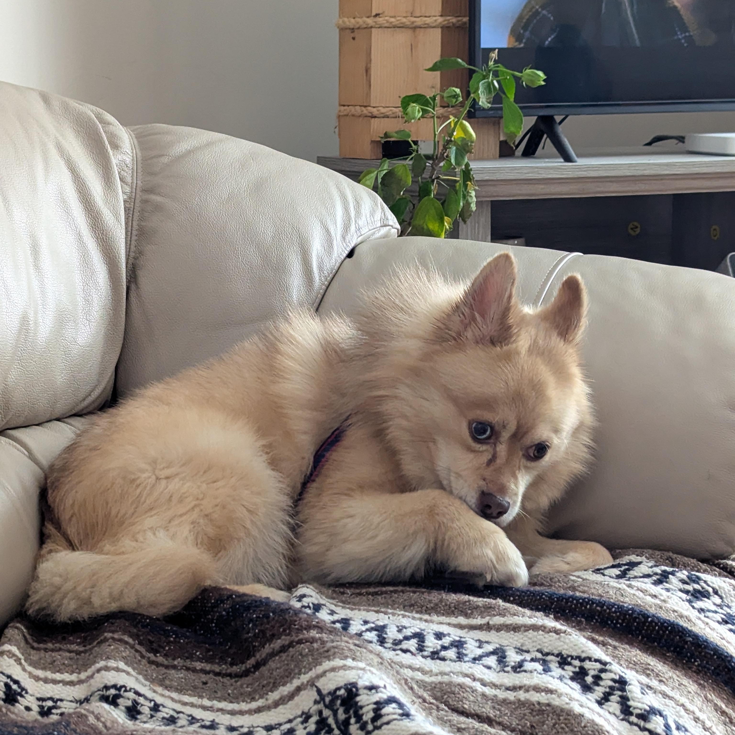 Enlarge Percy - Special Circumstances Adoption Program, a ADOPTABLE Pomsky in St Thomas, ON image 2/3