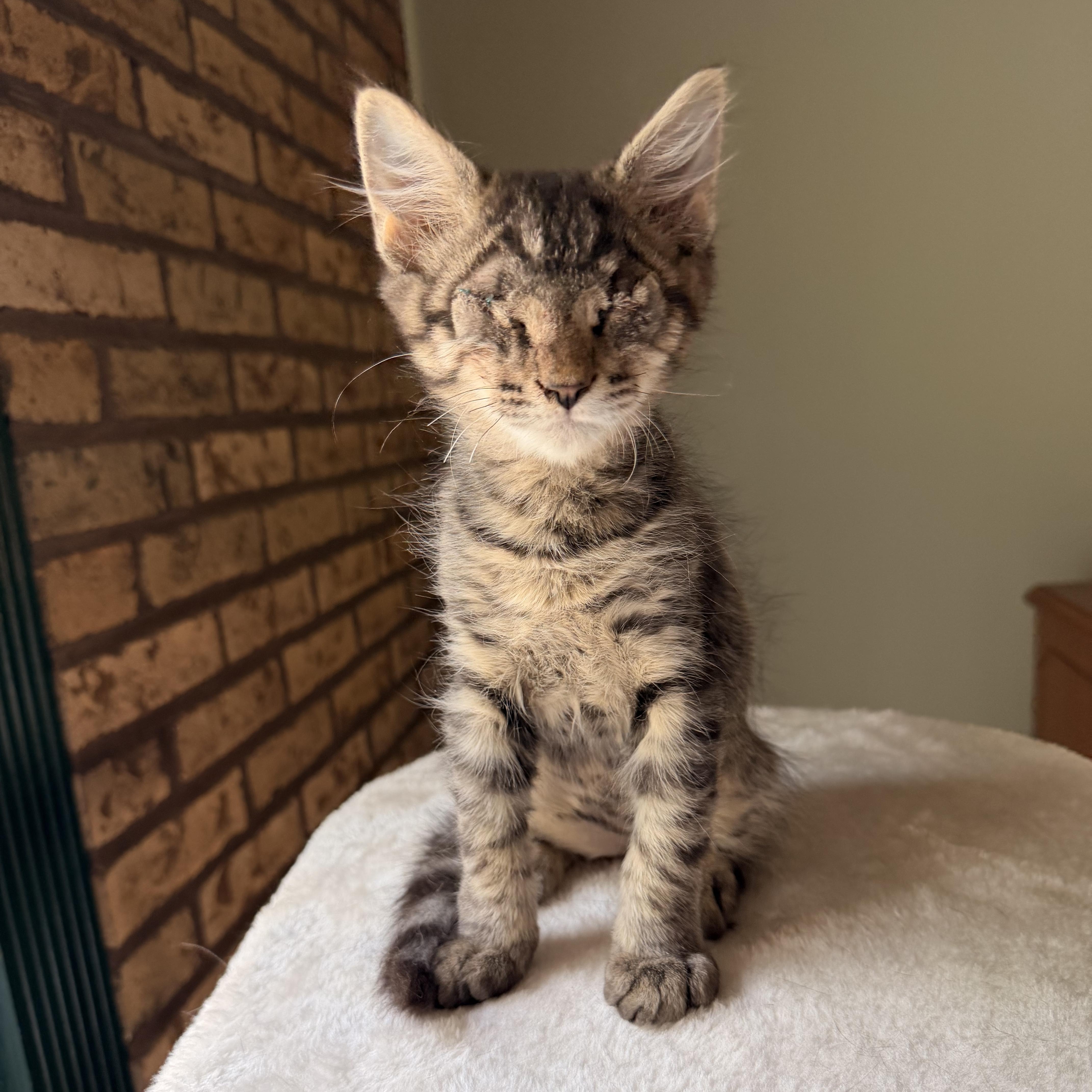 Enlarge Bart, an adopted Domestic Medium Hair in Scranton, PA image 2/5
