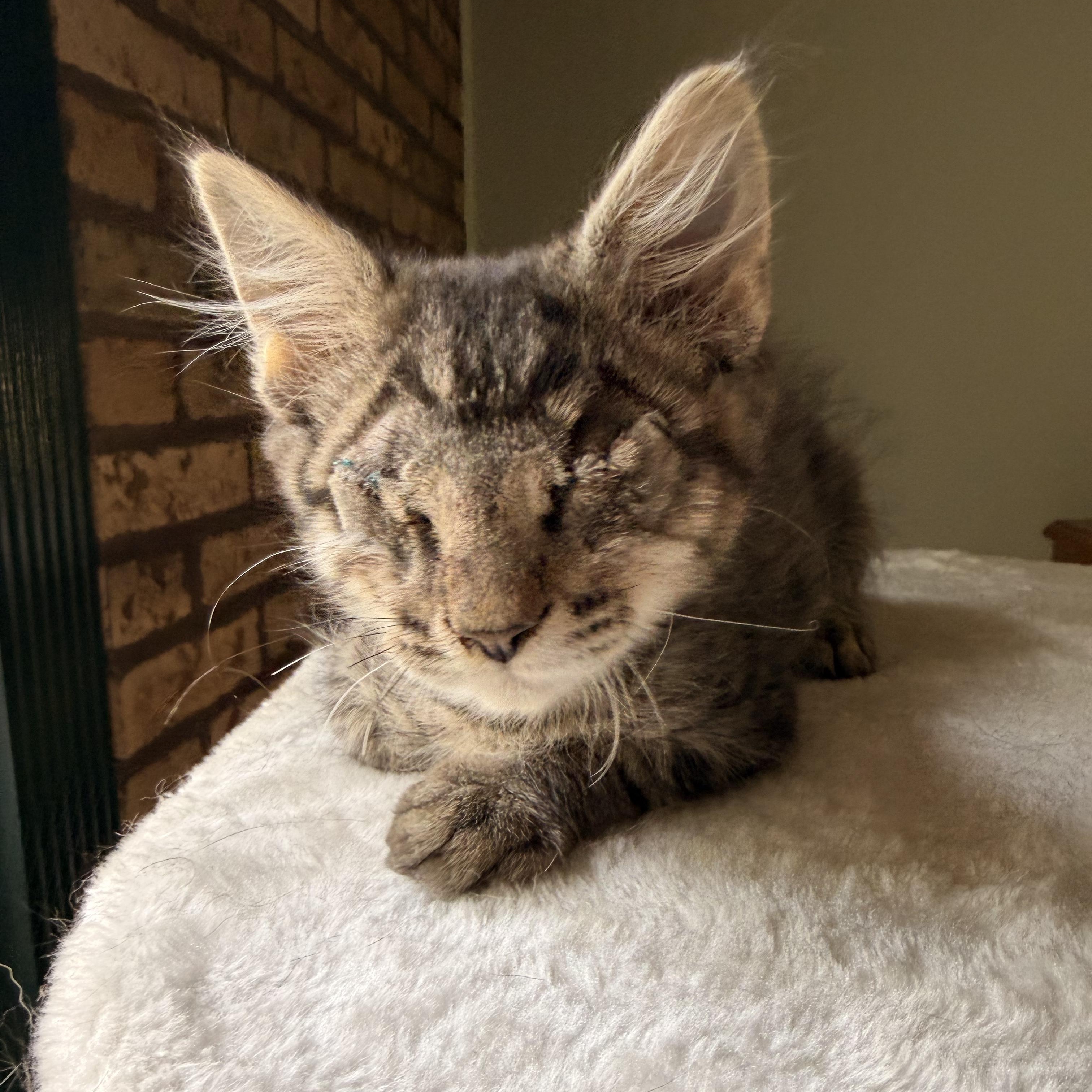 Enlarge Bart, an adopted Domestic Medium Hair in Scranton, PA image 3/5